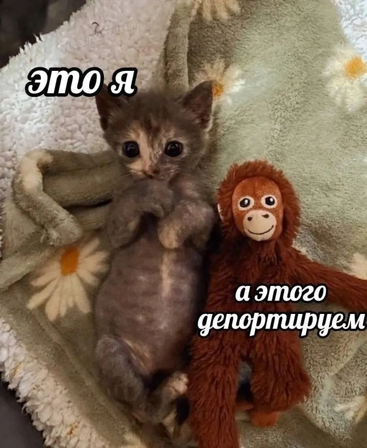Saved meme 10